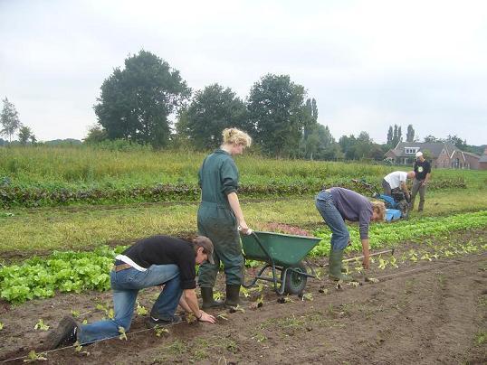 sla planten